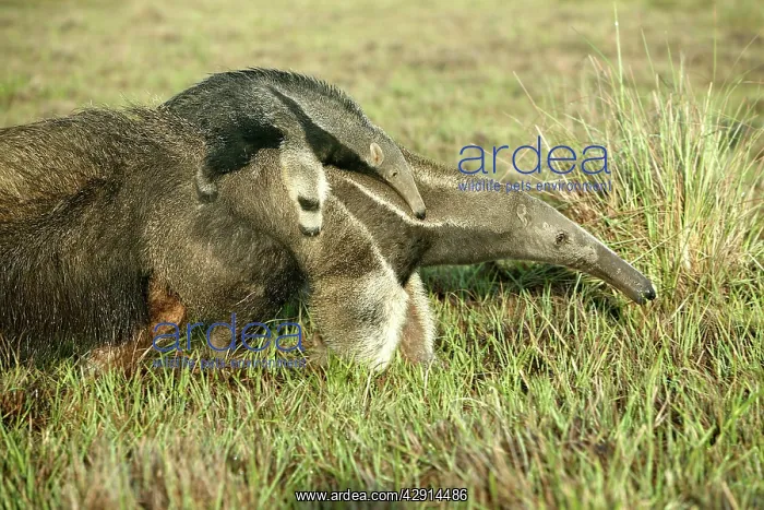 : Giant Anteater - Female carrying baby : Giant Anteater - Female carrying baby