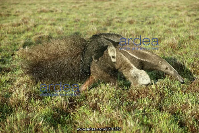 : Giant Anteater - Female carrying baby : Giant Anteater - Female carrying baby