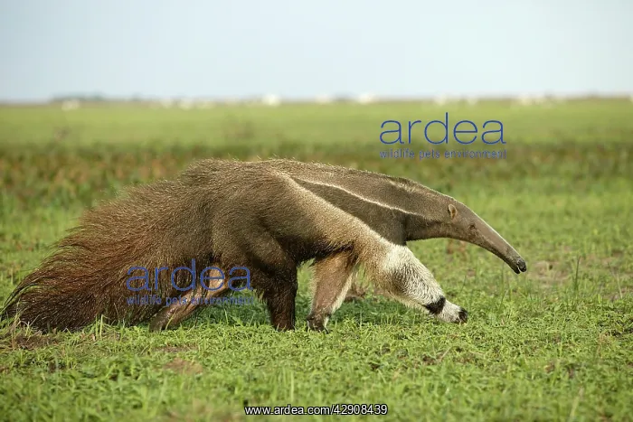 : Giant Anteater in the Llanos : Giant Anteater in the Llanos