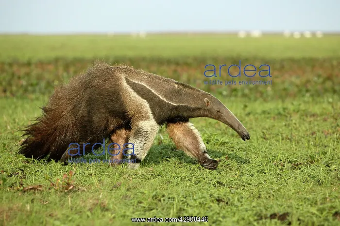 : Giant Anteater in the Llanos : Giant Anteater in the Llanos