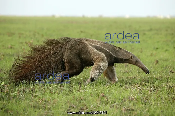 : Giant Anteater in the Llanos : Giant Anteater in the Llanos