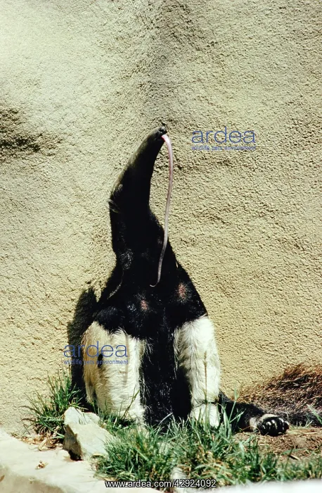: GIANT ANTEATER - long tongue : GIANT ANTEATER - long tongue