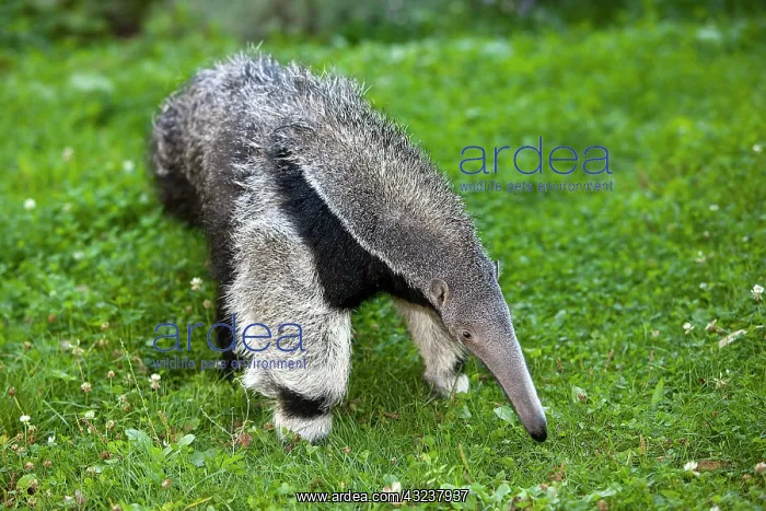 : Giant Anteater (myrmecophaga tridactyla), Young Female : Giant Anteater (myrmecophaga tridactyla), Young Female