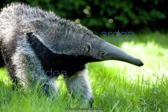 : Giant Anteater (myrmecophaga tridactyla), Young Female : Giant Anteater (myrmecophaga tridactyla), Young Female