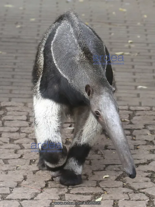 : Giant anteater (Myrmecophaga tridactyla) in the : Giant anteater (Myrmecophaga tridactyla) in the