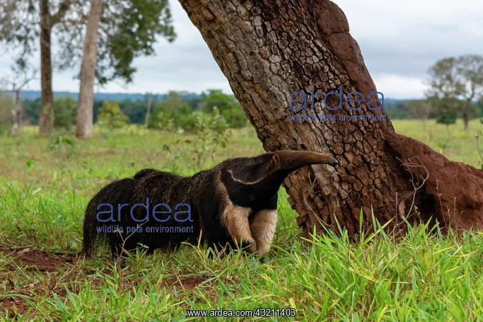 : Giant anteater (Myrmecophaga tridactyla), Pantanal : Giant anteater (Myrmecophaga tridactyla), Pantanal