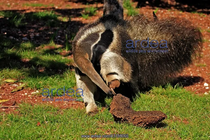 : Giant Anteater (Myrmecophaga tridactyla), portrait : Giant Anteater (Myrmecophaga tridactyla), portrait