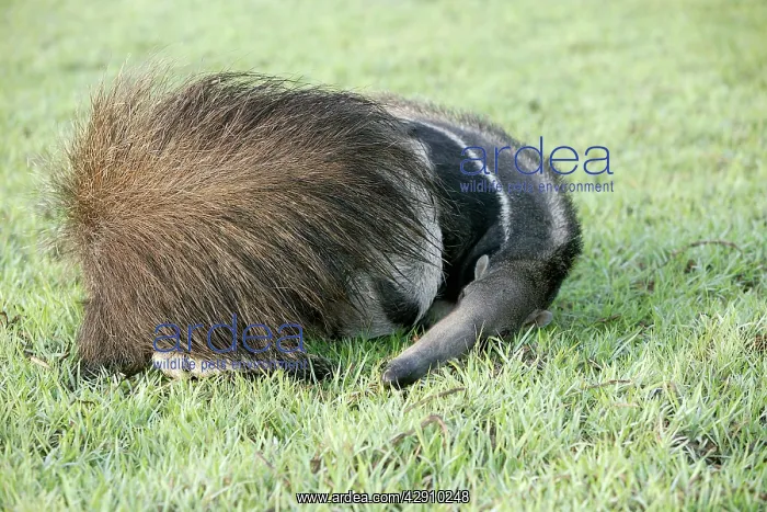 : Giant Anteater - resting, sheltering young behind tail : Giant Anteater - resting, sheltering young behind tail