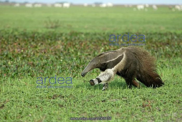 : Giant Anteater - running : Giant Anteater - running