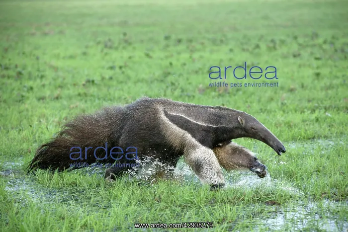: Giant Anteater - running through water : Giant Anteater - running through water