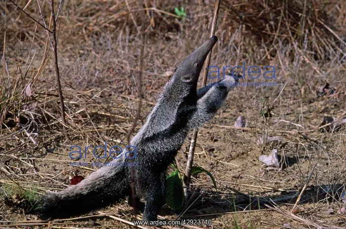 : GIANT ANTEATER - standing : GIANT ANTEATER - standing