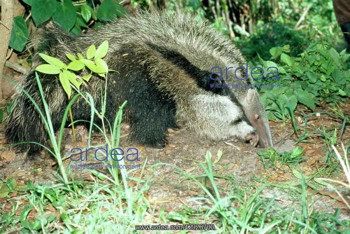 : GIANT ANTEATER - using front claw to feed at ants nest : GIANT ANTEATER - using front claw to feed at ants nest