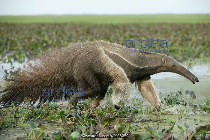 : Giant Anteater - walking through water : Giant Anteater - walking through water