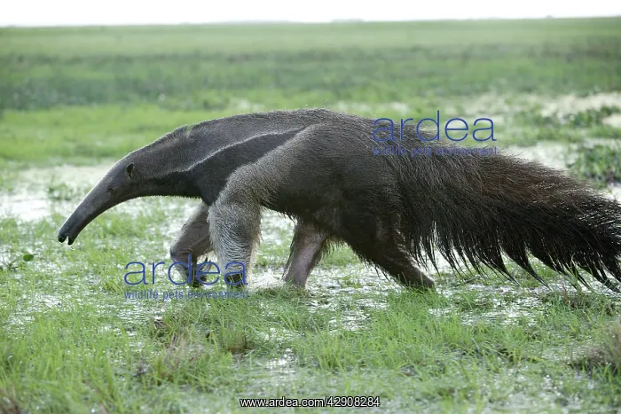 : Giant Anteater - walking through water : Giant Anteater - walking through water