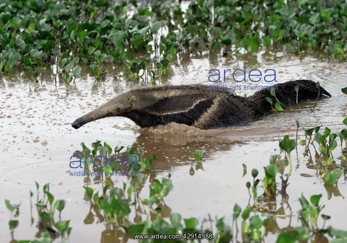 : Giant Anteater - in water : Giant Anteater - in water