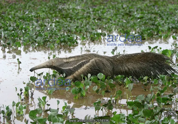 : Giant Anteater - in water : Giant Anteater - in water