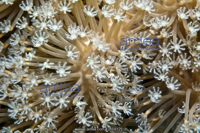 : Giant anthelia (Anthelia glauca), Red Sea, Hurghada : Giant anthelia (Anthelia glauca), Red Sea, Hurghada