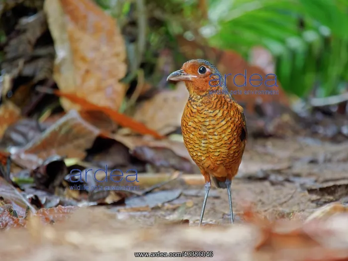 : Giant Antpitta Grallaria gigantean Ecuador BI03 : Giant Antpitta Grallaria gigantean Ecuador BI03