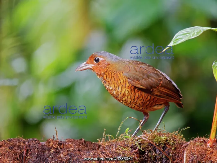 : Giant Antpitta Grallaria gigantean Ecuador BI03 : Giant Antpitta Grallaria gigantean Ecuador BI03