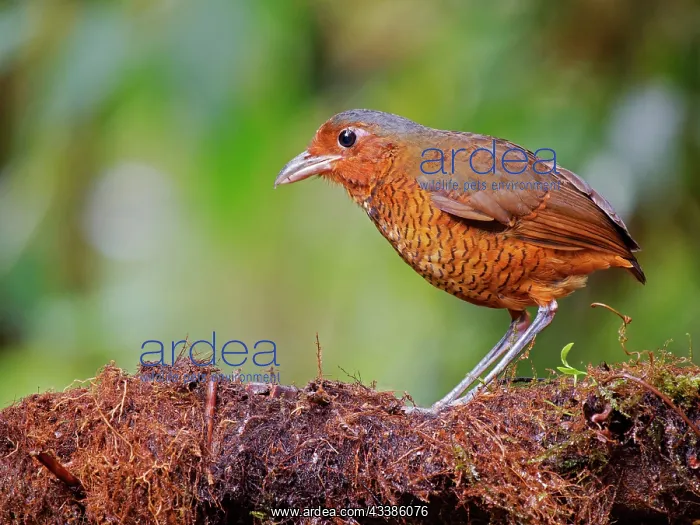 : Giant Antpitta Grallaria gigantean Ecuador BI03 : Giant Antpitta Grallaria gigantean Ecuador BI03