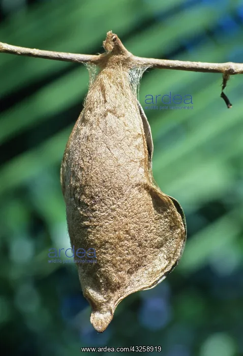 : Giant Atlas moth (Attacus atlas) chrysalis : Giant Atlas moth (Attacus atlas) chrysalis