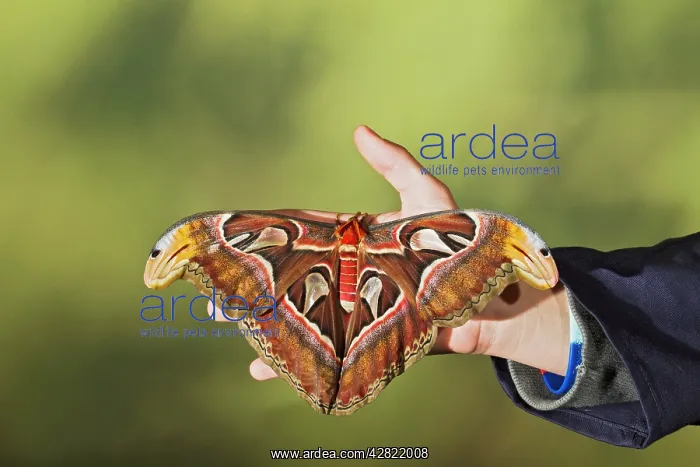 : Giant Atlas Moth - on hand : Giant Atlas Moth - on hand