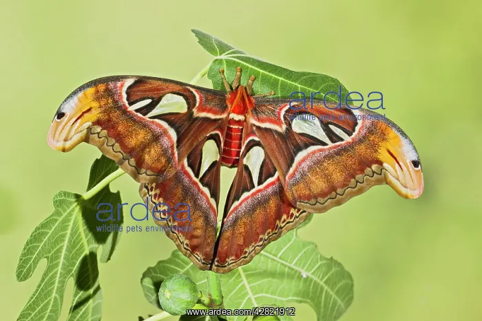 : Giant Atlas Moth - on leaf : Giant Atlas Moth - on leaf