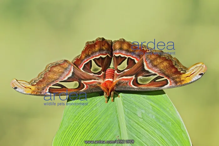 : Giant Atlas Moth - on leaf : Giant Atlas Moth - on leaf