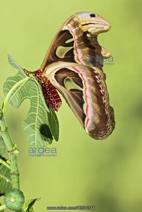 : Giant Atlas Moth - wings closed on leaf : Giant Atlas Moth - wings closed on leaf