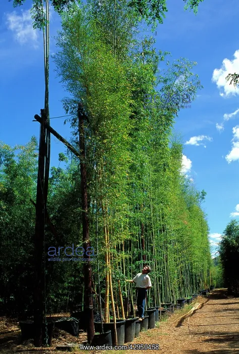 : Giant Bamboos - in containers : Giant Bamboos - in containers