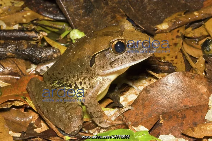 : Giant barred frog : Giant barred frog