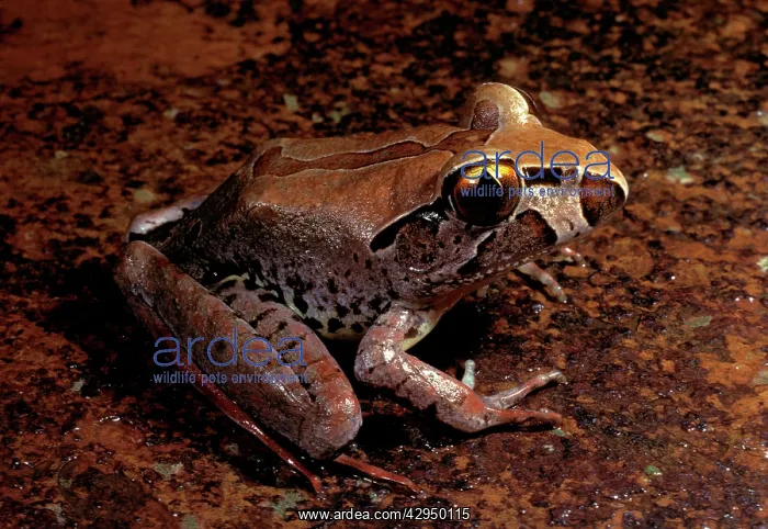 : Giant barred frog - endangered species : Giant barred frog - endangered species