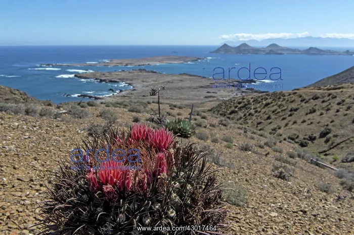 : Giant Barrel Cactus with coastline in the background : Giant Barrel Cactus with coastline in the background