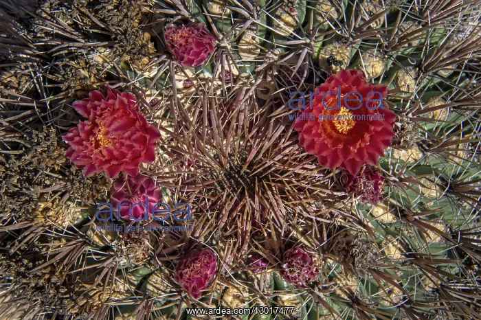  : Giant Barrel Cactus red flowers