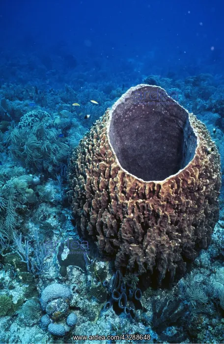 : GIANT BARREL SPONGE : GIANT BARREL SPONGE