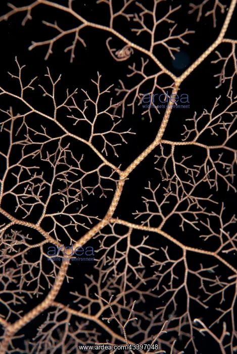 : Giant Basket Star : Giant Basket Star