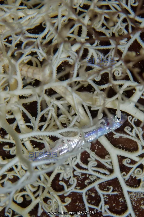 : Giant Basket Star - with Silverside (Atherinomorus sp) caugh : Giant Basket Star - with Silverside (Atherinomorus sp) caugh
