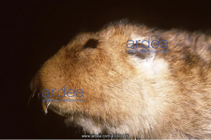: GIANT / BIG-HEADED MOLE-RAT - close up of head : GIANT / BIG-HEADED MOLE-RAT - close up of head