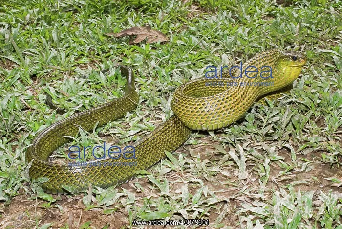 : Giant Bird Snake : Giant Bird Snake
