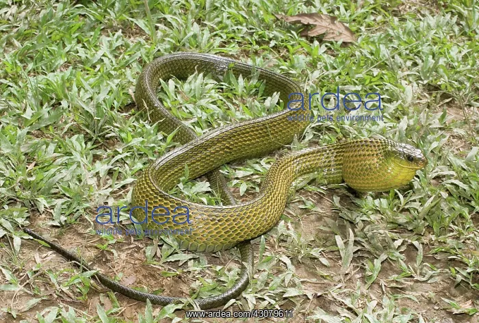 : Giant Bird Snake : Giant Bird Snake