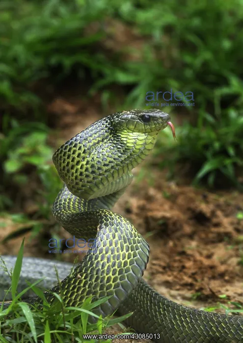 : Giant Bird Snake : Giant Bird Snake