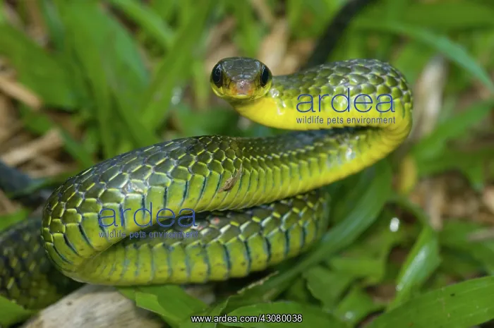 : Giant Bird Snake (Pseustes sulphureus) : Giant Bird Snake (Pseustes sulphureus)