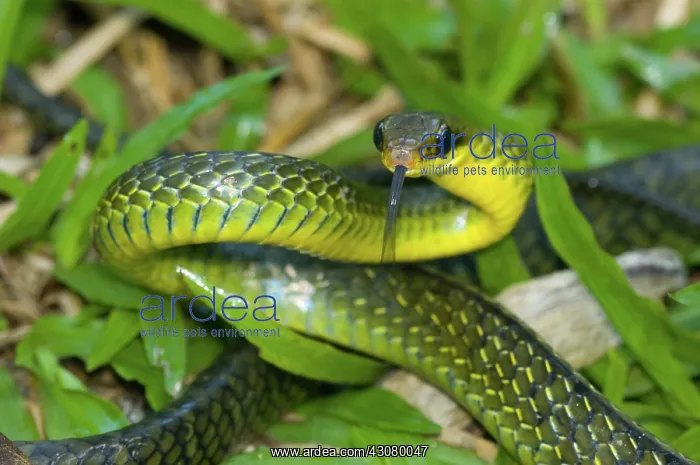 : Giant Bird Snake (Pseustes sulphureus) : Giant Bird Snake (Pseustes sulphureus)
