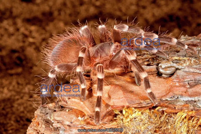: Giant Brazilian Black & White Tarantula : Giant Brazilian Black & White Tarantula