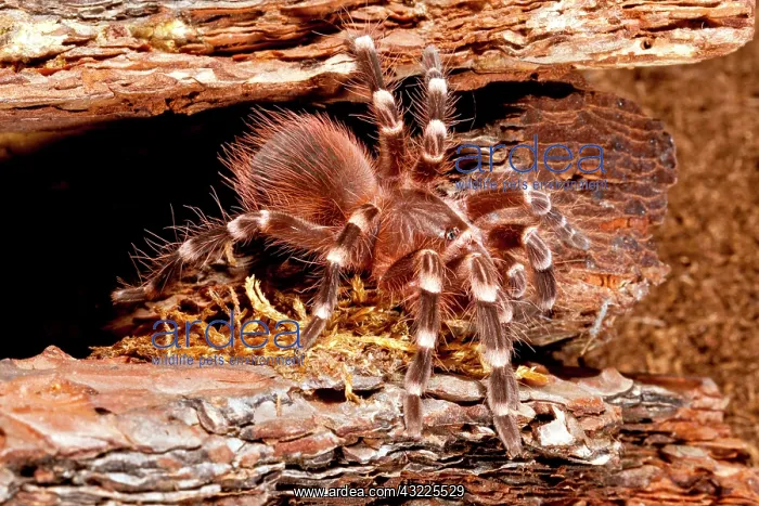 : Giant Brazilian Black & White Tarantula : Giant Brazilian Black & White Tarantula