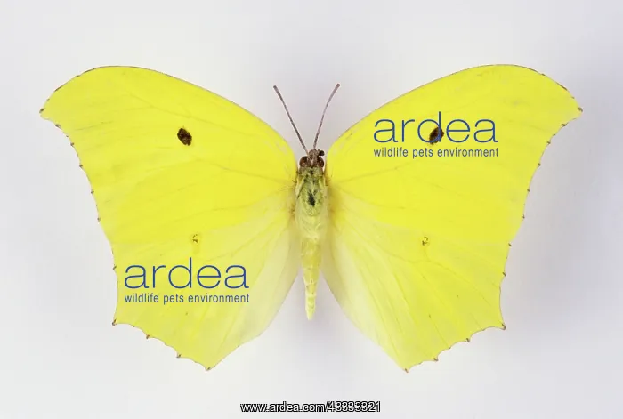 : Giant Brimstone Butterfly : Giant Brimstone Butterfly
