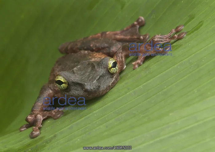  : Giant Broad-headed Treefrog