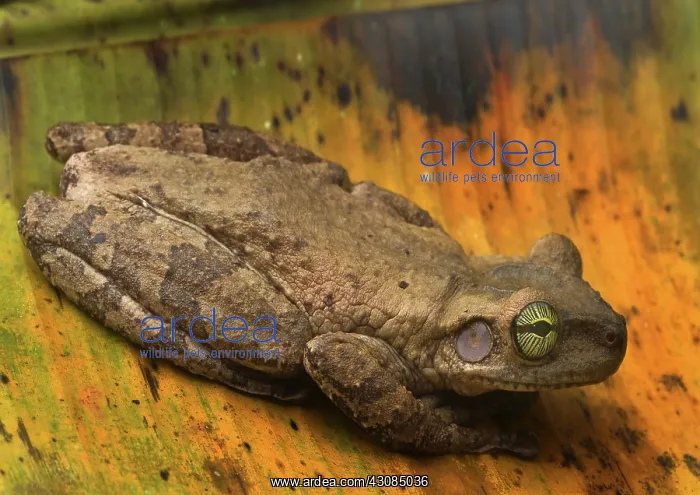  : Giant Broad-headed Treefrog