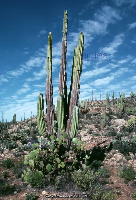 : Giant Cactus (Cardon) : Giant Cactus (Cardon)