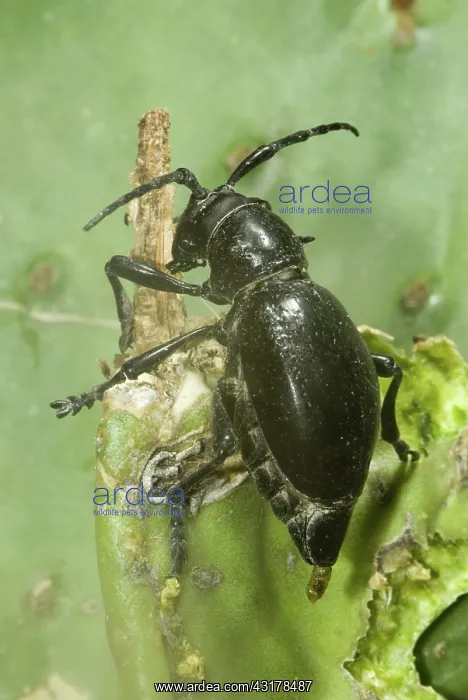 : Giant cactus longhorn beetle, Moneilema gigas : Giant cactus longhorn beetle, Moneilema gigas